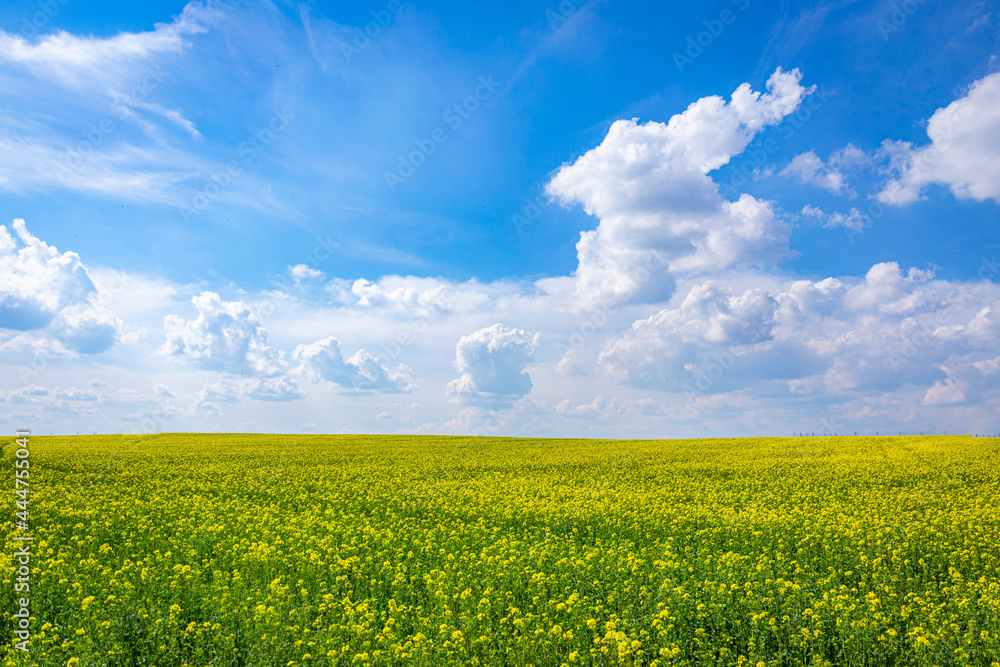 Yellow field of blooming buckwheat with a blue sky above it with white cirrus clouds Yellow field of blooming buckwheat with a blue sky above it with white cirrus clouds