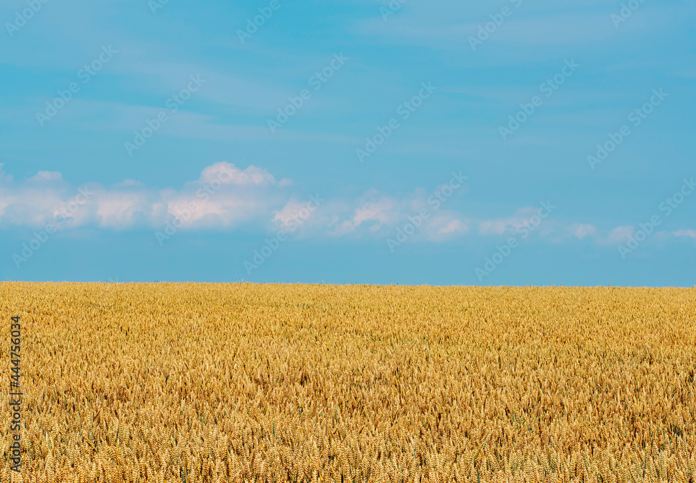 ripe wheat on field against blue summer sky