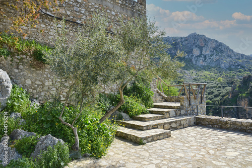 patio with olive trees in spain