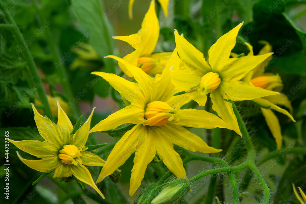 Fototapeta premium Yellow flowers of a blooming tomato in a greenhouse