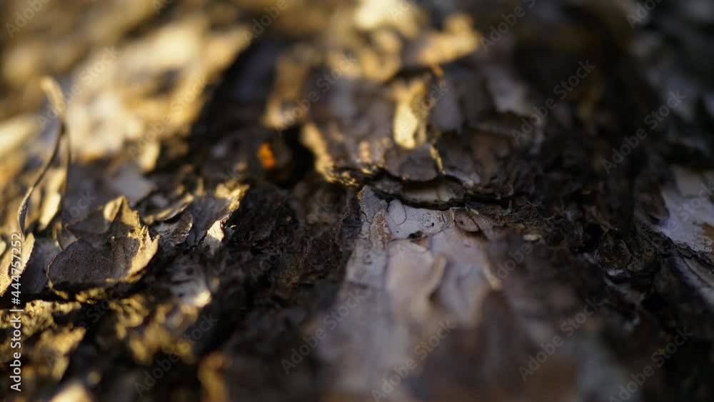 Texture of tree trunk in the forest at golden hour, selective focus, 4K macro shot. Light dancing on a tree Texture of tree trunk in the forest at golden hour, selective focus, 4K macro shot. Light dancing on a tree