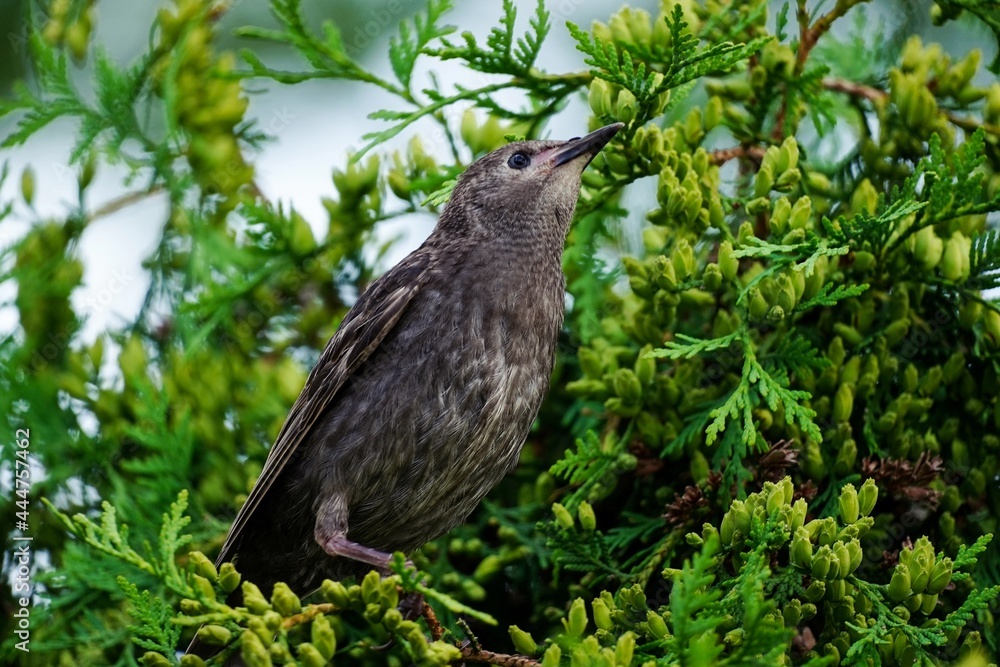 Juvenile Starling bird sitting on a beautiful pine tree brach, selective focus Juvenile Starling bird sitting on a beautiful pine tree brach, selective focus