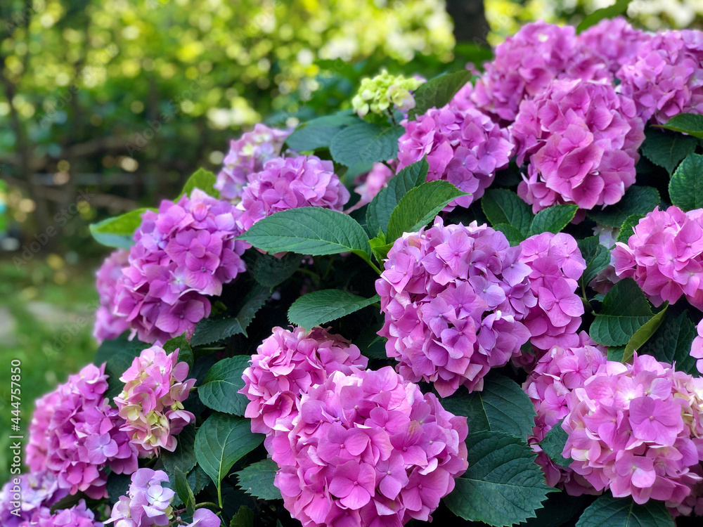 background with pink hydrangea flowers at garden background with pink hydrangea flowers at garden