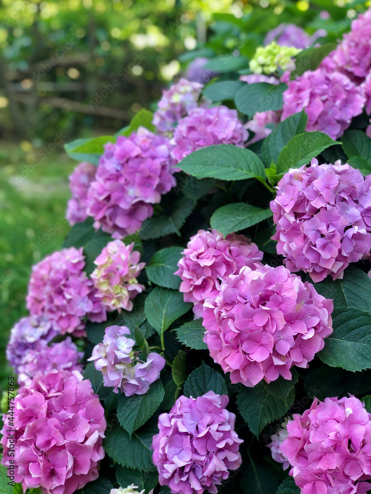 background with pink hydrangea flowers at garden