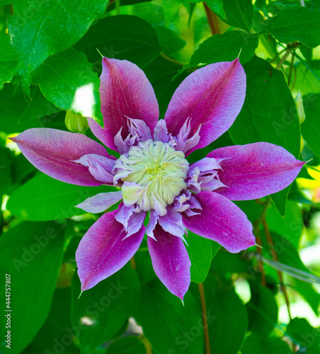 Clematis. Beautiful purple flowers of clematis photo