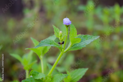 An ant is looking for food in a plant called Ageratum conyzoides