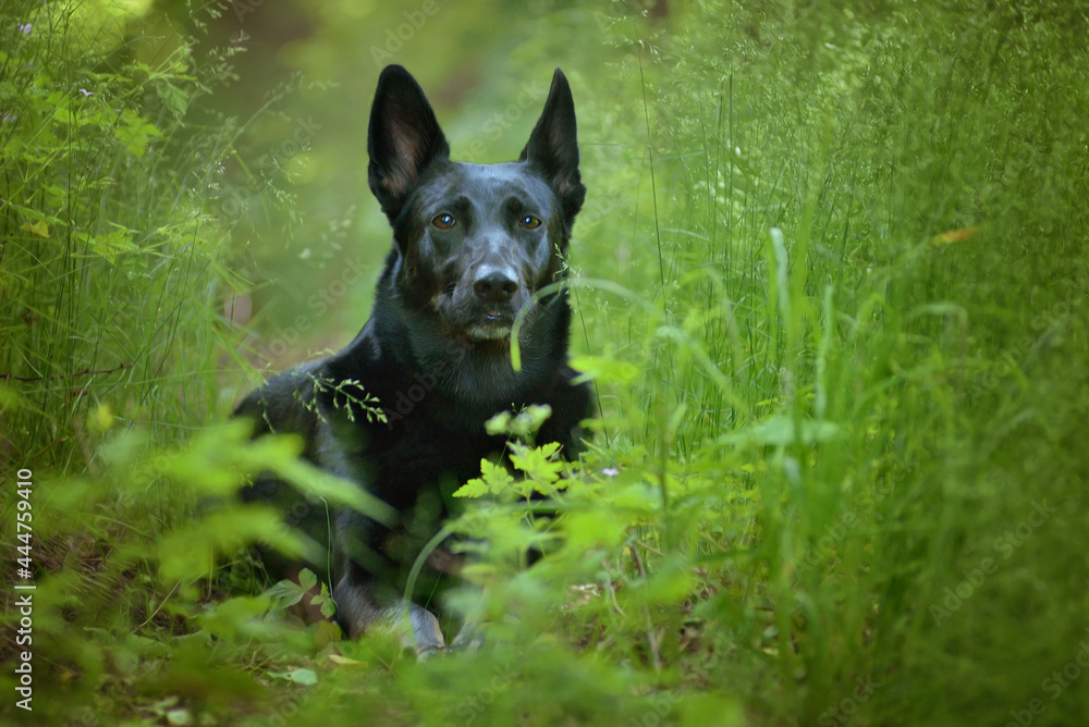 Black shepherd lying in a meadow under the trees Black shepherd lying in a meadow under the trees