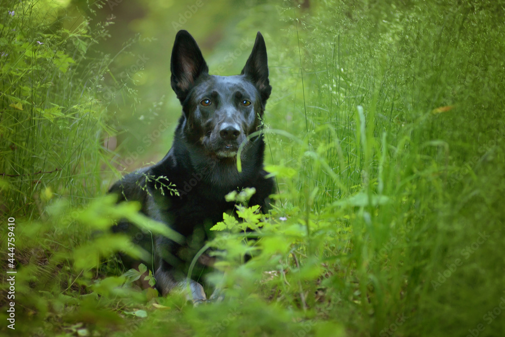 Black shepherd lying in a meadow under the trees