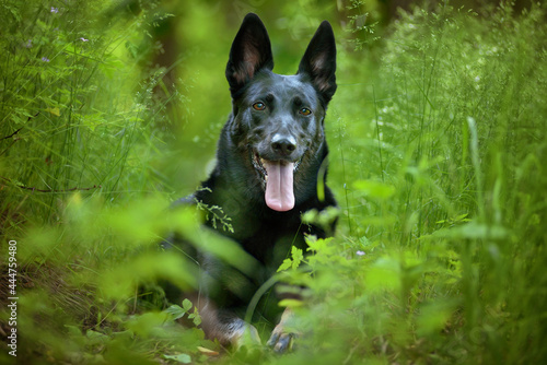 amazing portrait of young crossbreed dog  german shepherd  during sunset in grass