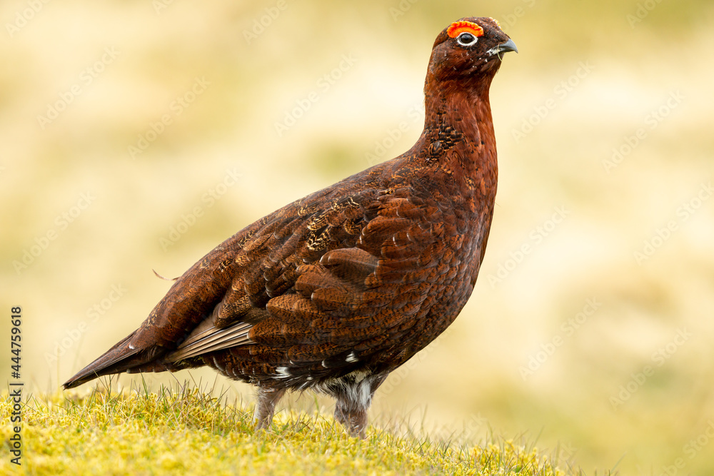 Red Grouse, Scientific name: Lagopus Lagopus. Close up of a Red Grouse male or cock bird, facing right with grass stalk in his beak. Clean background. Space for copy. Horizontal. Red Grouse, Scientific name: Lagopus Lagopus. Close up of a Red Grouse male or cock bird, facing right with grass stalk in his beak. Clean background. Space for copy. Horizontal.