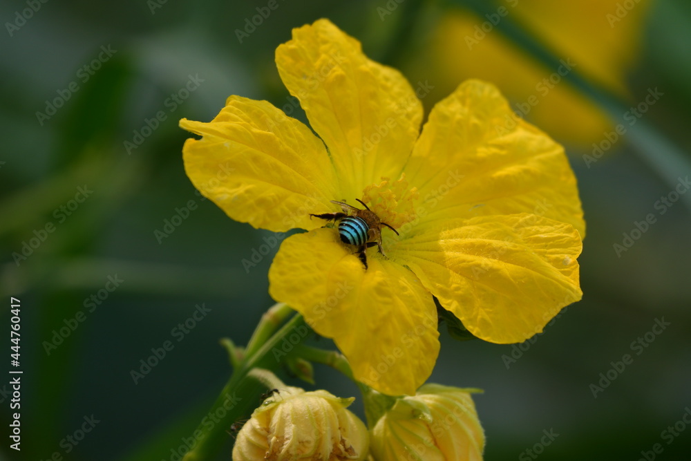 bee on yellow flower bee on yellow flower