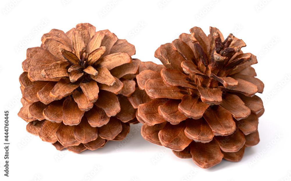 two pine cones isolated on white background two pine cones isolated on white background