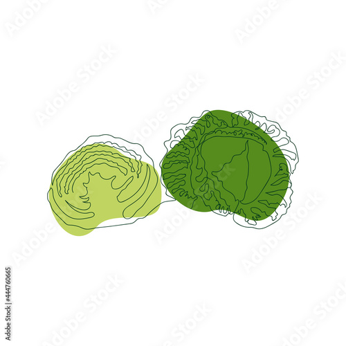 savoy cabbage whole and cut in half, hand drawn in one solid line against a background of green abstract spots on a white background