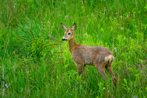 Roe deer is standing in green grass