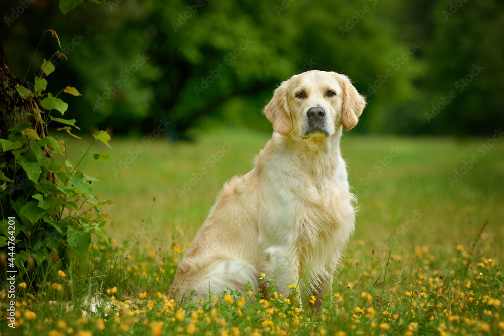 Adorable calm adult Golden Retriever dog sitting on grass on field on sunny spring day Adorable calm adult Golden Retriever dog sitting on grass on field on sunny spring day