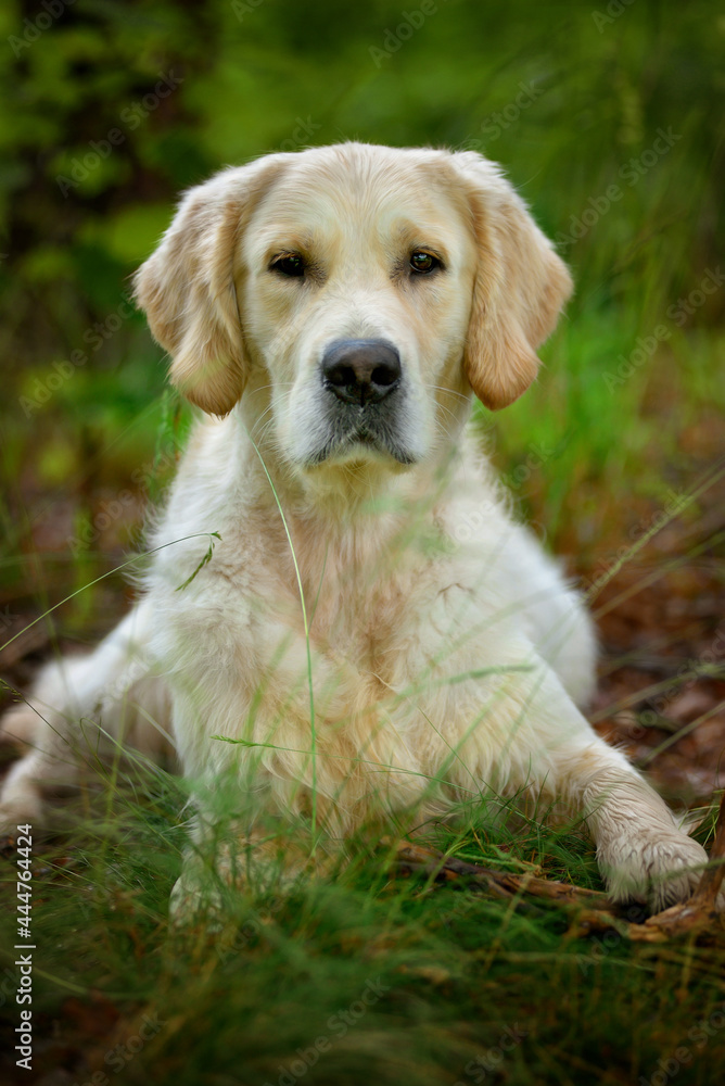 Adorable calm adult Golden Retriever dog lying on grass on field on sunny spring day Adorable calm adult Golden Retriever dog lying on grass on field on sunny spring day