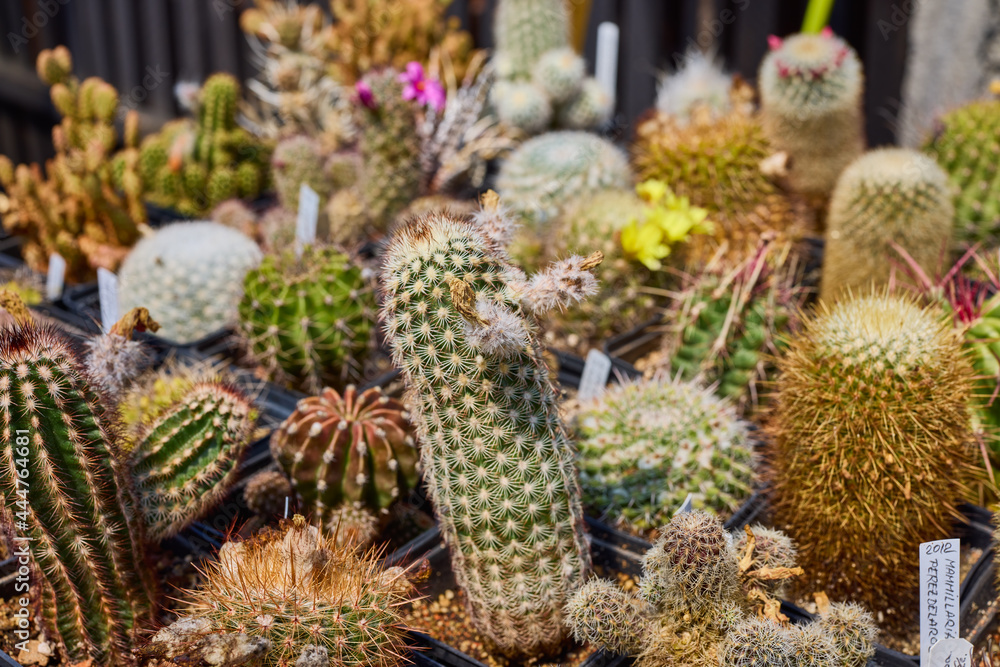 a variety of beautiful cacti on a small farm a variety of beautiful cacti on a small farm
