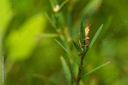 Grashüpfer auf Planze © Pears Glafey