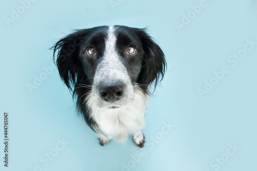 Portrait cute dog looking up. Isolated on blue pastel background. High angle view
