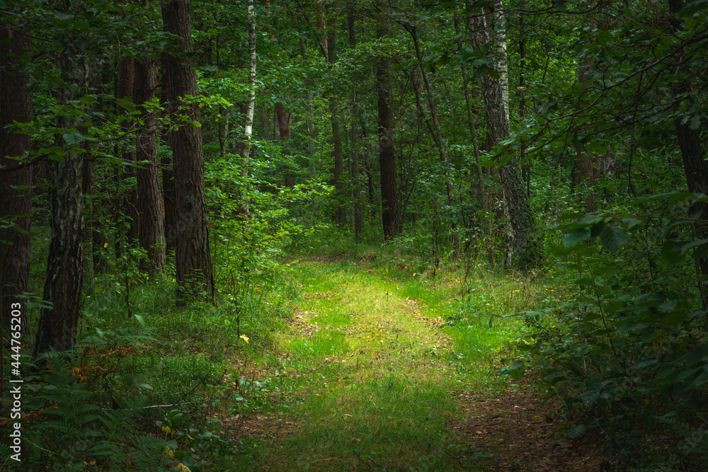 A path in a dense green forest A path in a dense green forest