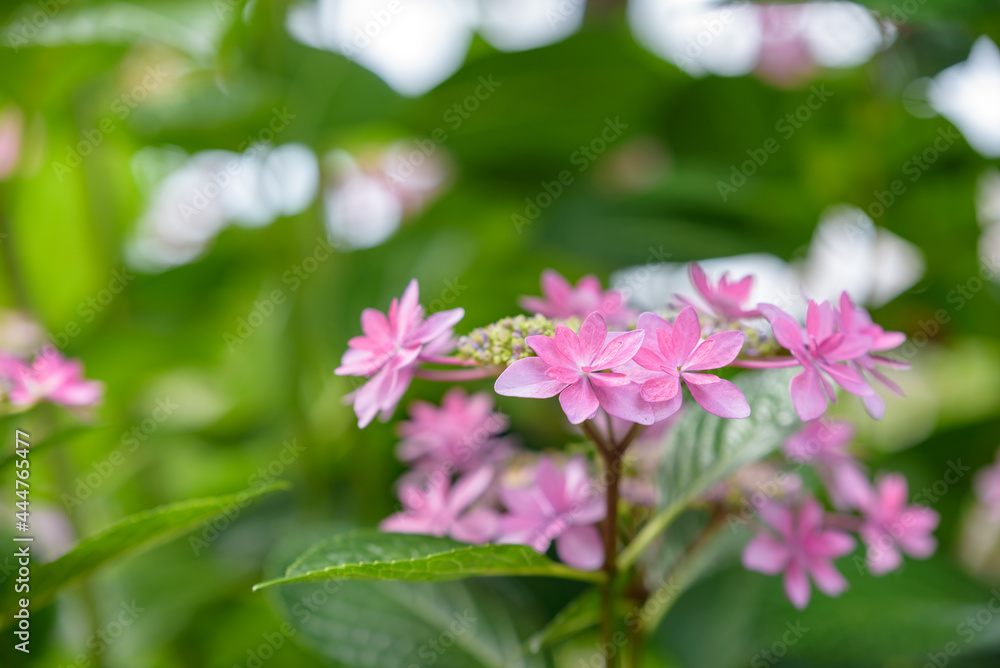 Pink lacecap hydrangeas flower, Closeup Pink lacecap hydrangeas flower, Closeup