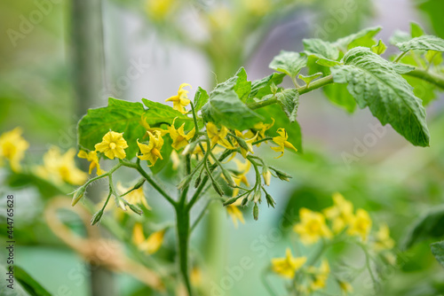 Tomato flowers and green leaves