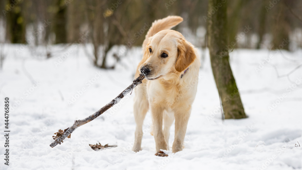 Young cute golden retriever dog holding long stick in its teeth during winter walk in snowy wood