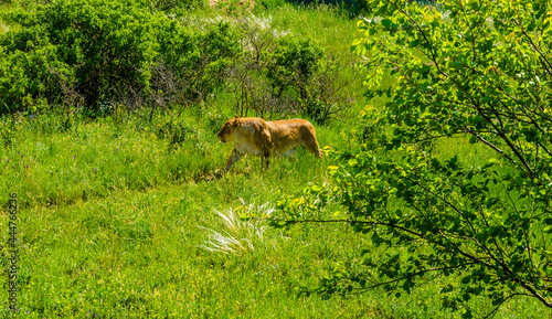 A lioness walks on the green grass in summer.