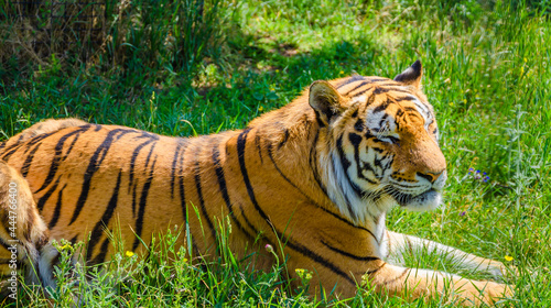 A striped tiger is lying on the grass.