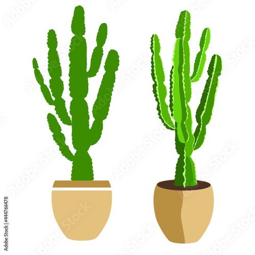 Houseplant Euphorbia Eritrea in a ceramic pot