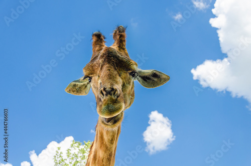 Giraffe head close-up against the sky.