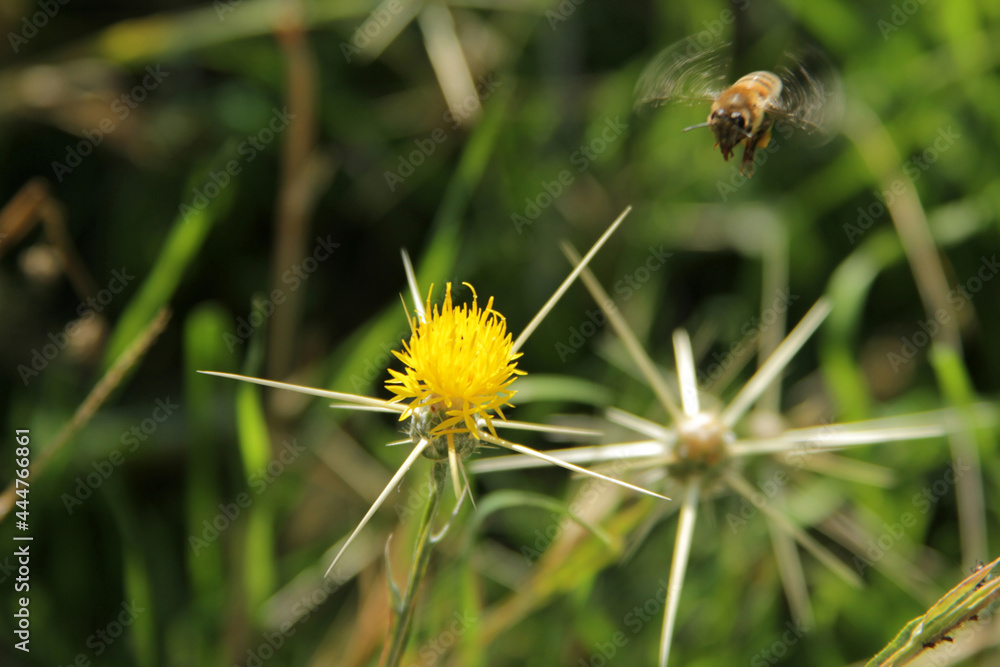 Yellow star thistle and bee. Centaurea solstitialis, flower. Yellow star thistle and bee. Centaurea solstitialis, flower.
