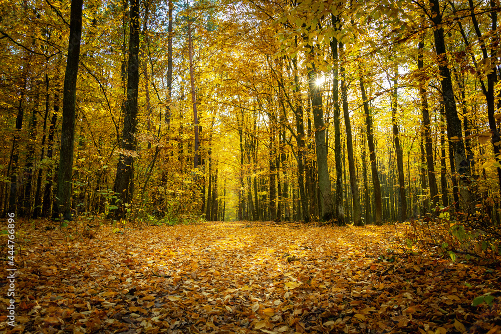 Obraz premium Sunny autumn forest and many of fallen leaves