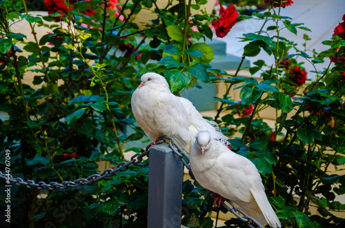 Turman pigeons sit near a rose bush. photo