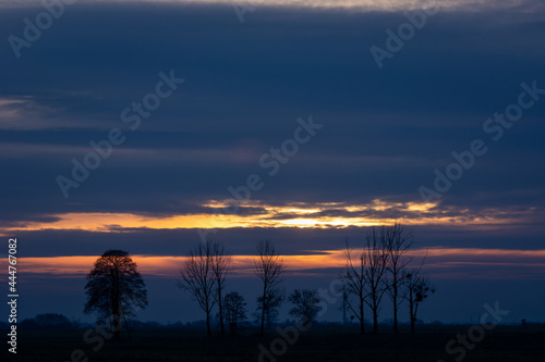 Evening clouds and silhouettes of trees on the horizon