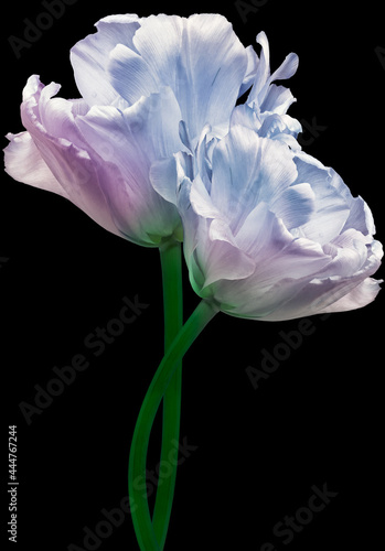 Purple-blue tulips. Flowers on black isolated background with clipping path. Closeup. no shadows. Buds of a tulips on a green stalk. Nature. 