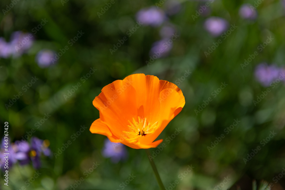 orange poppy flower closeup macro photography on blurred natural background, nature orange poppy flower closeup macro photography on blurred natural background, nature