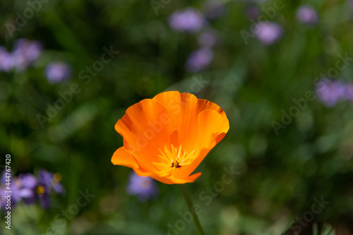 orange poppy flower closeup macro photography on blurred natural background  nature