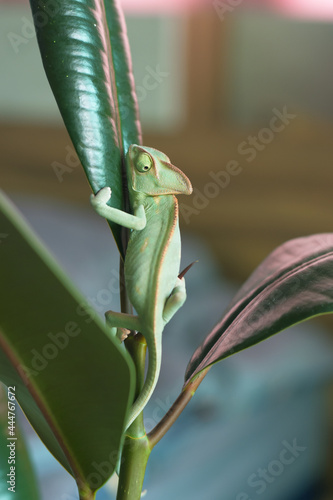 A green chameleon perched on a leaf, looked around. at a sparse focus distance