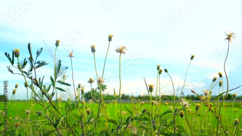 Grass flowers in the fields with the atmosphere of a strong wind.