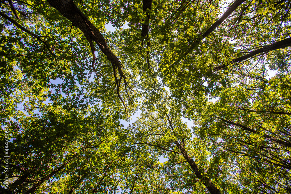 Fototapeta premium green forest in summer time