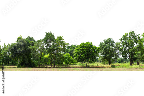 View of a High definition Treeline isolated on a white background, Group of tree isolated on white.