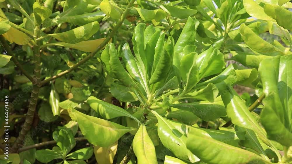 Lush green plant top leaves waved by wind.
Lush green plant top leaves waved by wind.