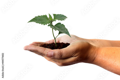 natural environment, earth day concept. Growing plant in Kids hands over white background