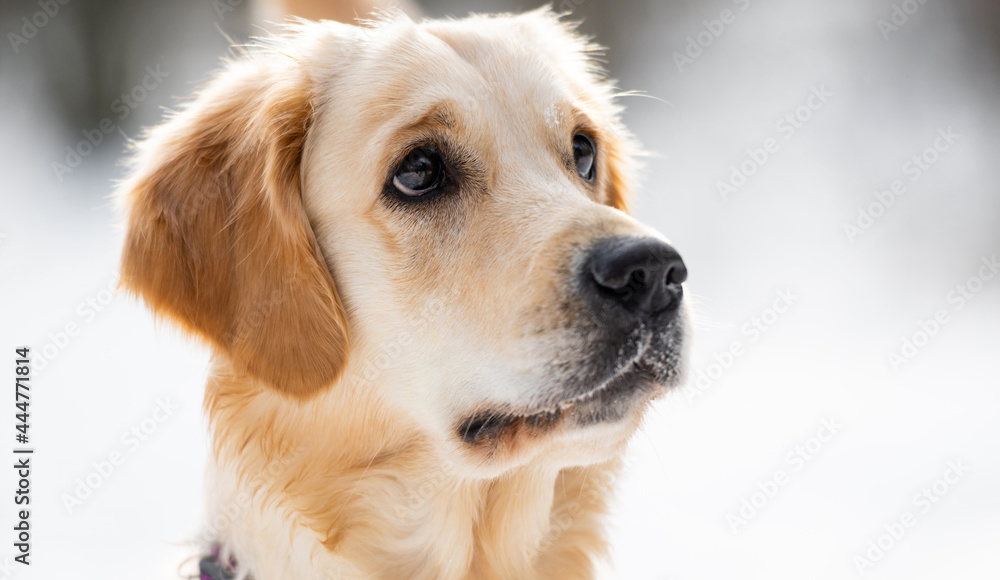 Golden hot sale retriever eyes