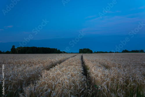 Wheel marks in the grain and the evening sky