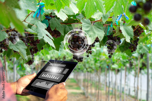Farmer using tablet for management, analysis and inspection of the condition of the vineyards with intelligent AI. Smart farming and precision agriculture by integrating technology.