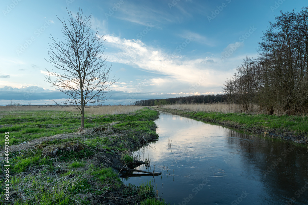 A tree that grows by a small river A tree that grows by a small river