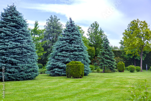 Принти на полотні coniferous trees on a meadow with a lawn and a trimmed bush in a park with deciduous and pine trees, summer green nature landscape with clouds in the sky