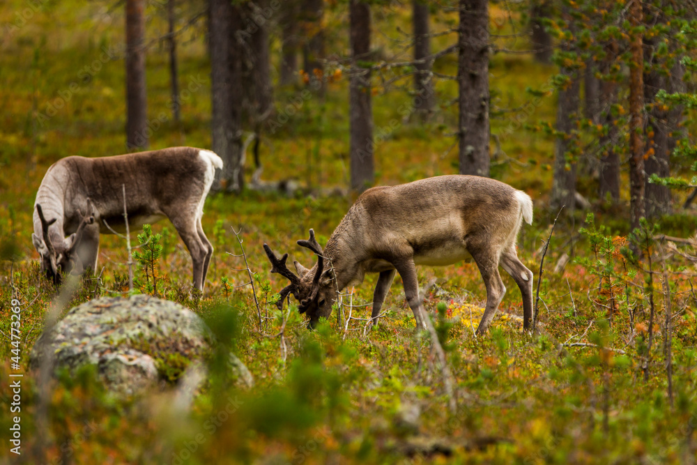 Reindeers in Autumn in Lapland, Northern Finland. Europe Reindeers in Autumn in Lapland, Northern Finland. Europe